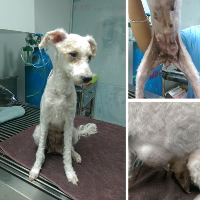 “คุณแม่สุนัขเต้านมโต๊โต บ๊วมบวม ดีต่อลูกน้อยหรือไม่” เรื่องเล่าจากฮานอย